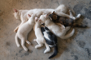 Mother cat resting on a concrete floor and nursing her five kittens, three white, one fawn and one black and white