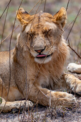 Wild lioness in the Serengeti National Park in the heart of Africa
