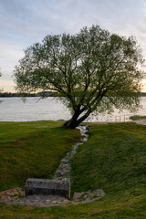 Tree on Daugava river bank on summer evening
