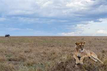 Wild lioness in the Serengeti National Park in the heart of Africa