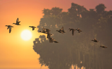 Flock of migratory birds in flight at sunset at Bannerghatta forest in Karnataka, India