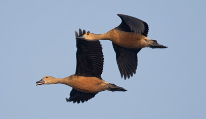 Migratory Whistling duck birds in flight against the blue sky