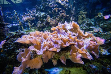 Neon colored coral