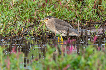 Bihoreau gris, Heron bihoreau,.Nycticorax nycticorax, Black crowned Night Heron