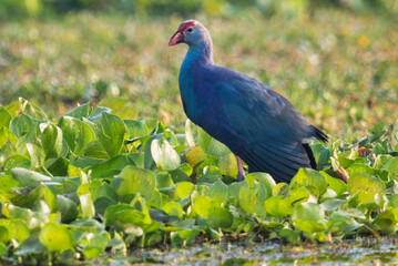 Gray-headed Swamphen sitting in a forest swamp