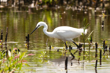 Aigrette garzette, 
Egretta garzetta , Little Egret