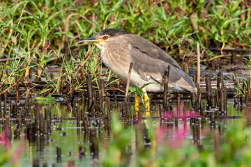 Bihoreau gris, Heron bihoreau,.Nycticorax nycticorax, Black crowned Night Heron