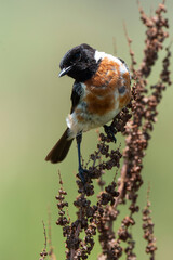 Tarier pâtre, Traquet pâtre, Saxicola rubicola,  European Stonechat, male