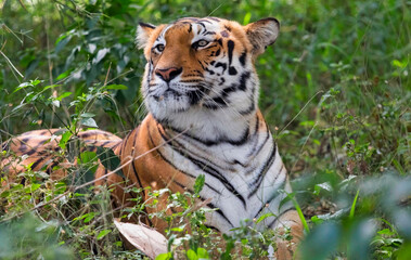 Bengal tiger in close up view sitting in the bushes at Bannerghatta forest in Karnataka India