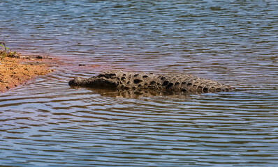Crocodile seen in forest lake at Bannerghatta Karnataka, India