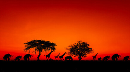sunset and sunrise.Panorama silhouette tree in africa with sunset.Dark tree on open field dramatic sunrise.Safari theme.Giraffes.