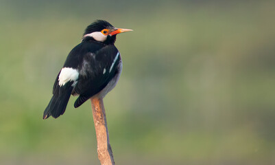 Cute Swallow bird perched on top of a wooden pole