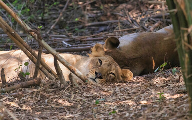 Indian lioness take a mid day nap in the shade at Bannerghatta forest