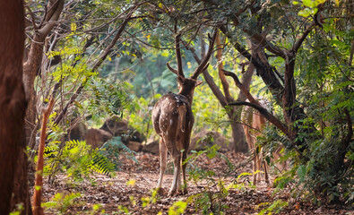 Indian spotted dear rear end with long in the wilderness at Bannerghatta forest in Karnataka