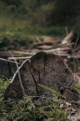 Obraz premium Old tree log by the riverside