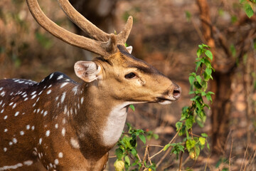 Indian spotted deer head in close up view