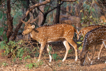 Naklejka na ściany i meble Spotted deer grazing in the wild at Bannerghatta forest in Karnataka India