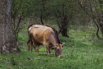 Cows grazing by the river near the village of Medven