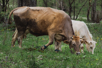 Cows grazing by the river near the village of Medven