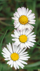Three Daisies in a row