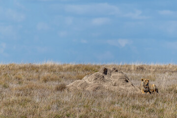 Wild lioness in the Serengeti National Park in the heart of Africa