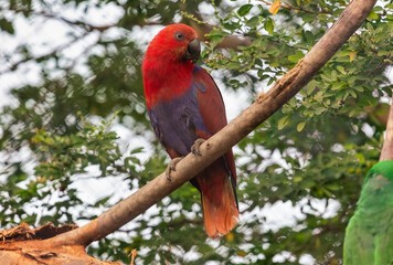 Red Eclectus Parrot perched on a branch of a tree in natural habitat