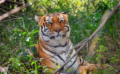 Bengal Tiger face in close up view shot at Bannerghatta National forest	