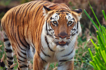 Bengal tiger in close up view walking at the Bannerghatta National forest	