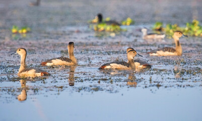 Whistling Ducks swimming in the lake near Bannerghatta forest