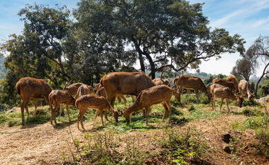 Indian spotted deer herd grazing at the National Forest at Bannerghatta, Karnataka. 