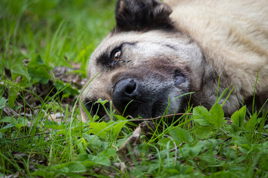 Sleepy lazy dog in the grass