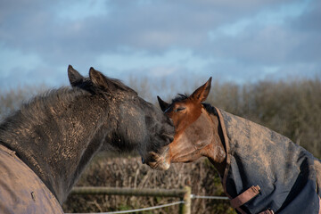 Two  beautiful  horses  grooming g bitting  and  greeting  eat other 