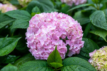 Pink hydrangea flowers with drops after rain