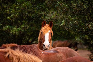 Horses on pasture, in the heard together, happy animals, Portugal Lusitanos