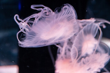 ピンクのクラゲ