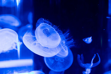 青く透き通るクラゲ