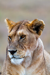 Wild lioness in the Serengeti National Park in the heart of Africa