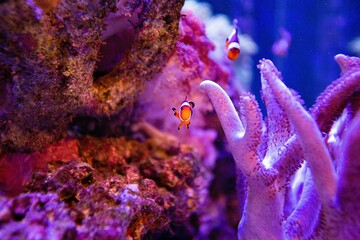 Clown fish in aquarium