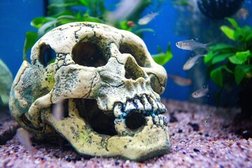 Fish in pet shop aquarium