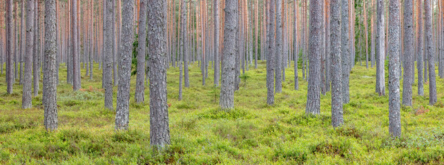 Pine tree forest in a summer day