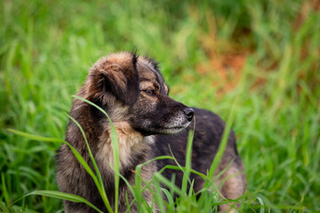 Cute and happy rescued dog, in the green grass outdoors having fun.