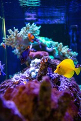 Fish in pet shop aquarium