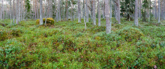 Green autumn forest landscape