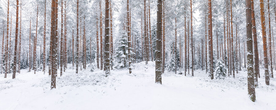 Panorama of snowy winter forest wonderland