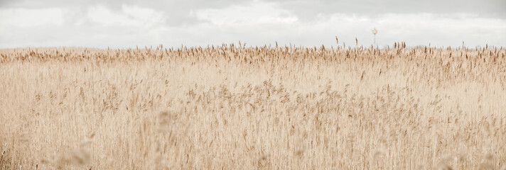 Panorama of large reed field - obrazy, fototapety, plakaty