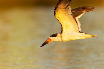 A black skimmer (Rynchops niger) in flight 