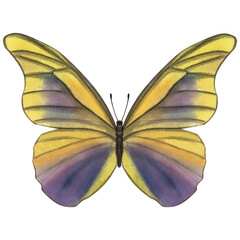 Beautiful yellow purple butterfly. Hand-drawn watercolor illustration isolated on white background. Can be used for card, poster, stickers, scrapbook