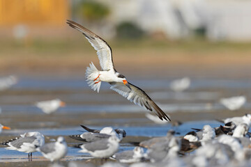 A black skimmer (Rynchops niger) in flight 