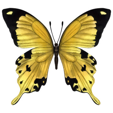 Beautiful yellow butterfly. Hand-drawn watercolor illustration isolated on white background. Can be used for card, poster, stickers, scrapbook
