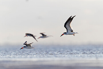 A flock of black skimmer (Rynchops niger) in flight at the coastline.